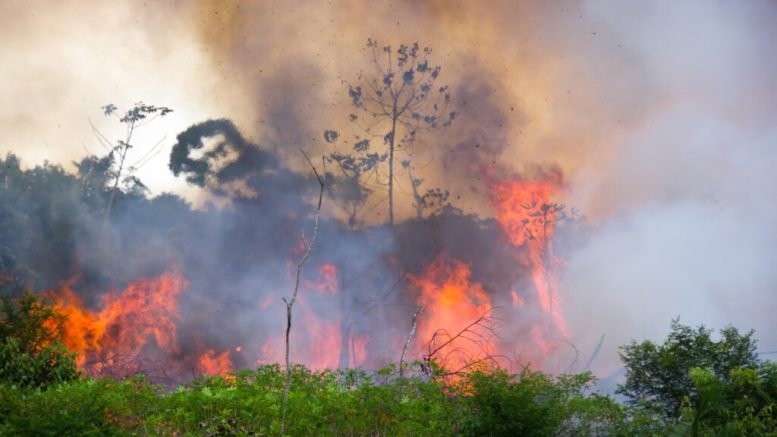 Amazonas brennt